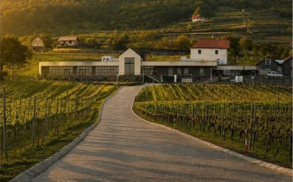 Vino Camino 2026: Találd meg a ritmusodat a Kancellár Birtokon!